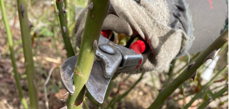 Hand mit Rosenschere schneidet Rosenstamm