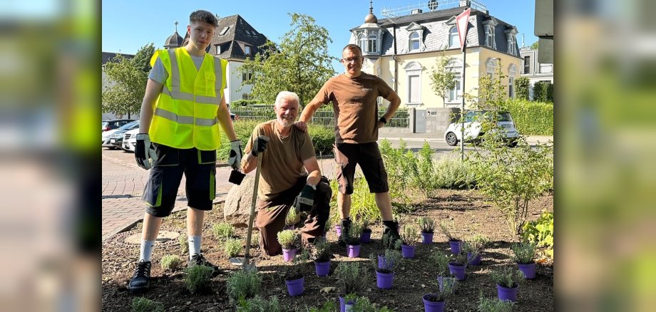 Drei Mitarbeiter der Stadtwerke stehen in einem Beet mit Lavendelstauden zum Einpflanzen