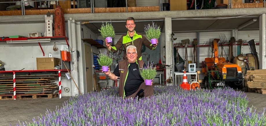 Die Mitarbeiter der Stadtwerke stehen in einem Teppich aus Lavendelpflanzen