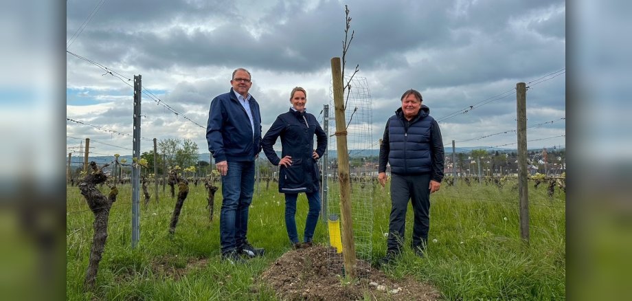 Bürgermeister, Winzerin und Stadtmitarbeiter stehen bei einem neu gepflanzten Baum im Weinberg