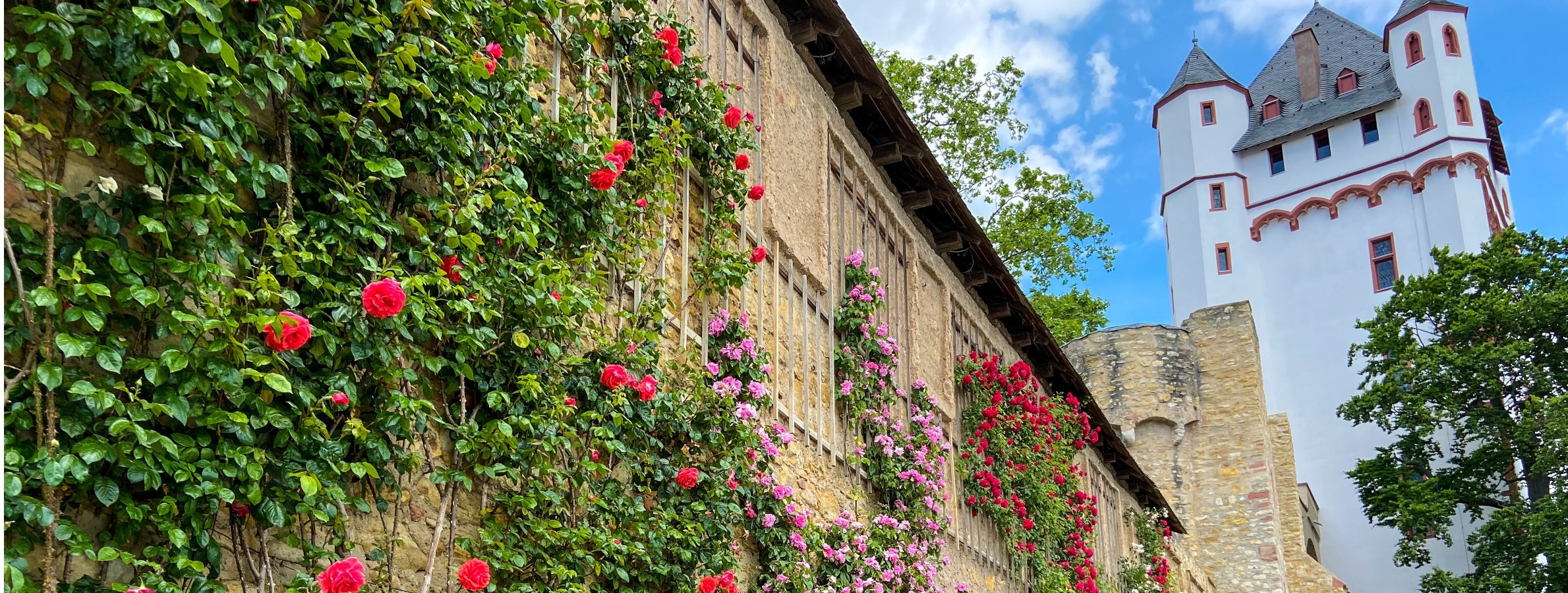 Rosentage | Eltville Am Rhein