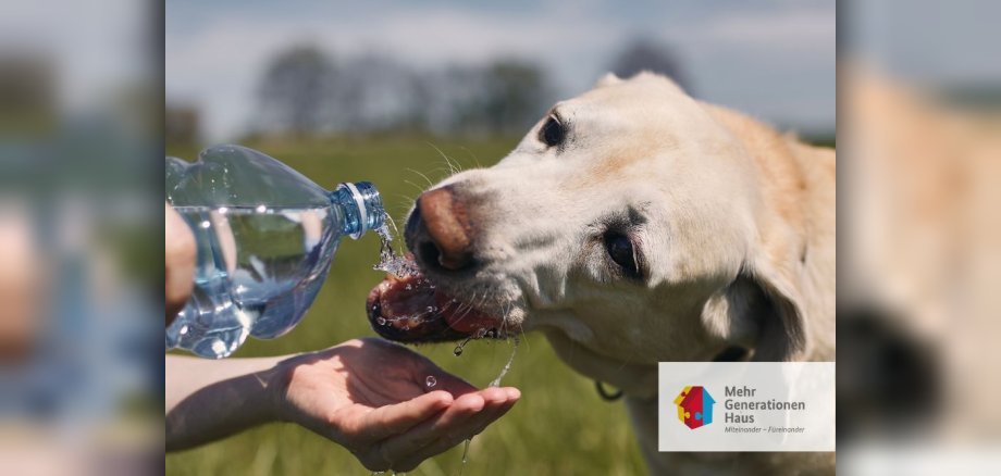 Hund trinkt Wasser aus Flasche