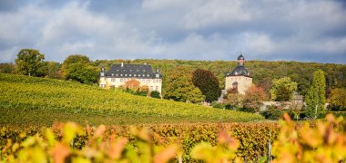 Herbstlich gelbe Weinberge mit Blick auf Schloss Vollrads