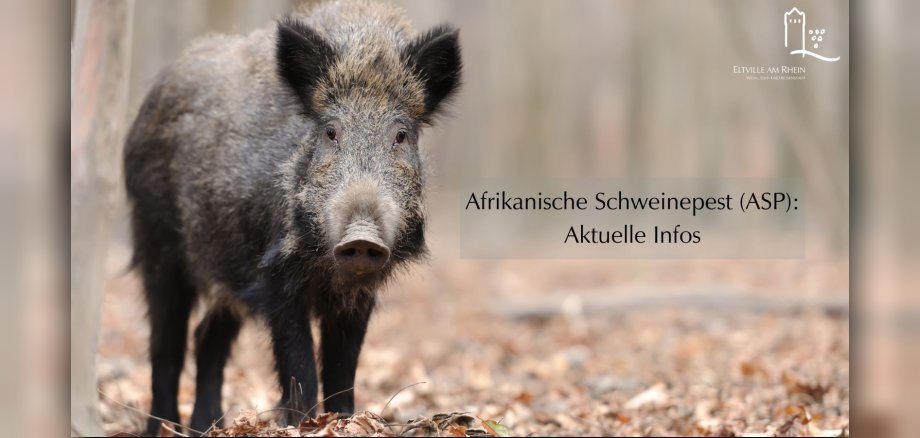 Syboolbild Wildschwein